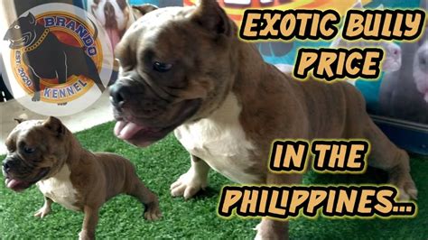 What to Expect for American Bully Prices in the Philippines for .